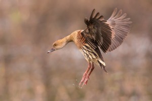 no 5 60_Plumed Whistling-Duck  